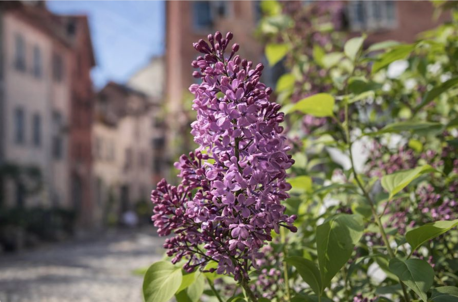 Fliederblüten im warmen Sonnenlicht